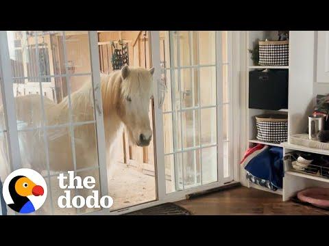 Horses Keep Breaking Into Mom's House #Video