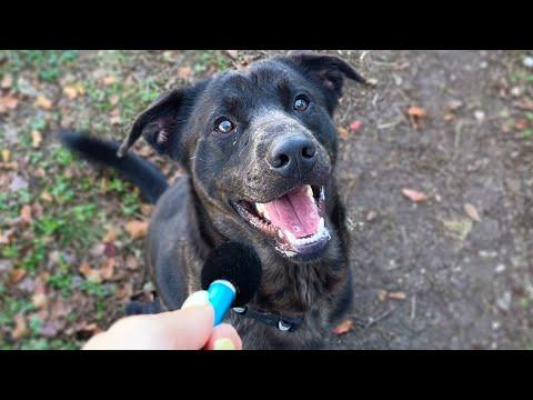 I interviewed adoptable animals with a tiny mic #Video