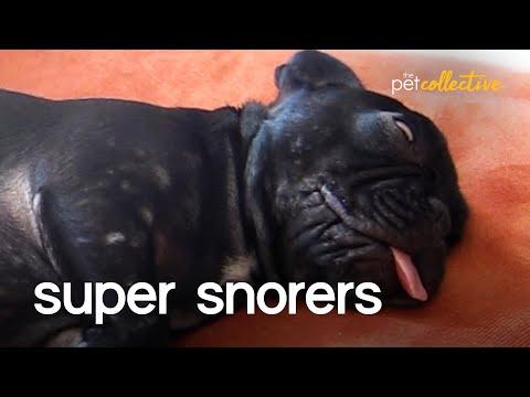Super Pet Snorers Video