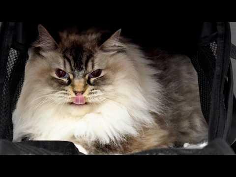 Not Every Cat Groom Has a Happy Ending #Video