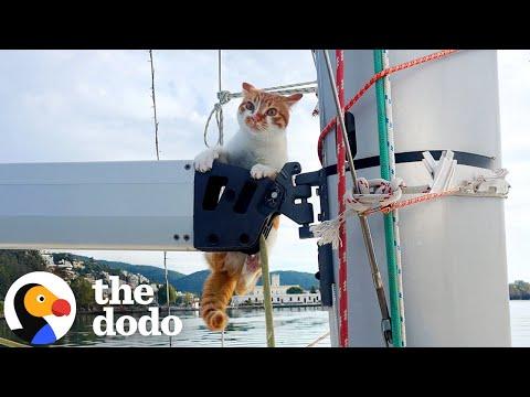 Former Stray Kitten Sails Full-Time Around Greek Islands With Her Parents #Video