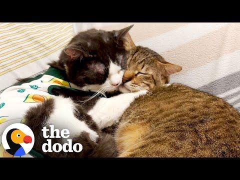 Cat Who Couldn’t Be Alone OR Around Anyone Finds A BFF #Video