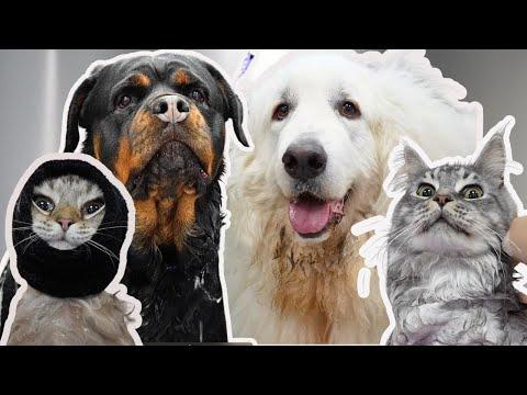 Compilation of the absolute BEST pets in the world #Video