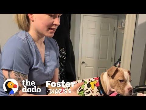 Adorable Foster Puppy Keeps Hospital Worker Happy During Troubling Times | The Dodo Foster Diaries