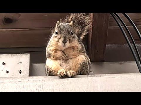 Squirrel gets woman to babysit her kids #Video