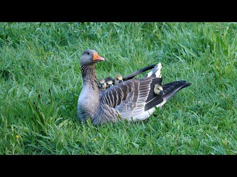 Greylag Goose Family waking up #Video