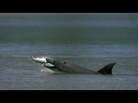 Dolphins Help Fishermen Catch Fish