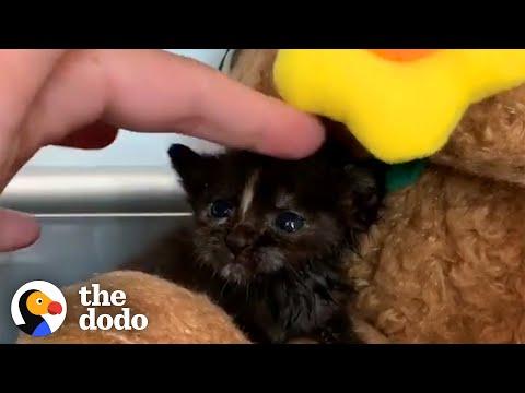 Couple on Date Sees Teeny Kitten in Distress...See How They Save Her Life #Video