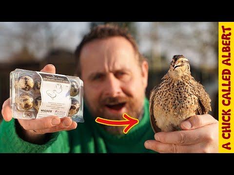 I Hatched A Supermarket Egg... Again - A Chick Called Albert #Video