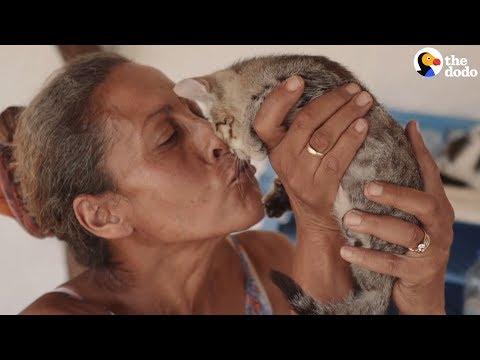 Woman Moves To Beautiful Island And Starts Rescuing Cats