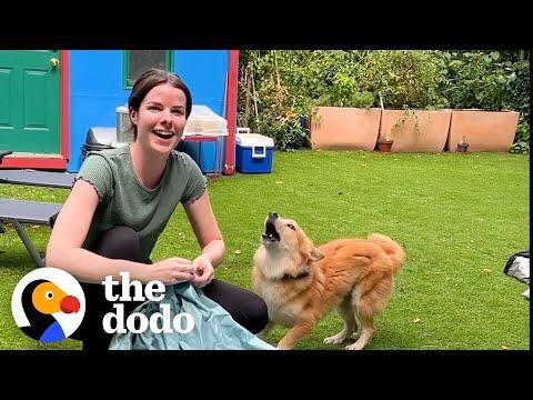 When You Adopt A Dog In Your Early 20s #Video