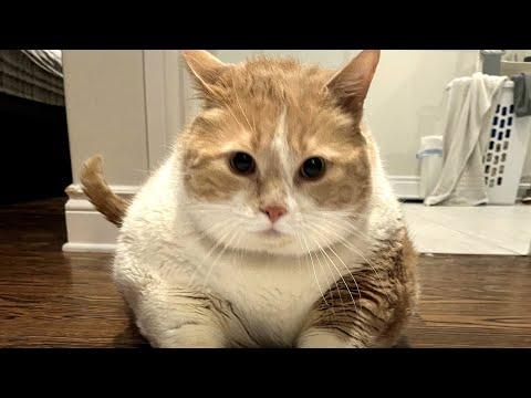 I adopted 'sumo wrestler' cat. Here's what happened. #Video