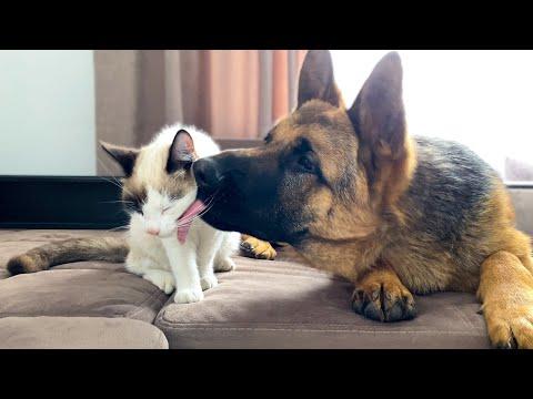 What a German Shepherd thinks a friendship with a Kitten should look like! #Video