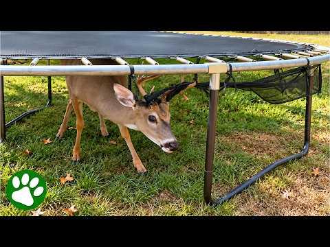 Trapped Deer Gets a Helping Hand From a Kind Stranger #Video