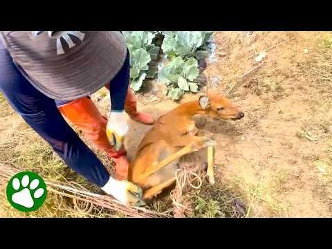 Terrified Deer Rescued by Unexpected Heroes #Video