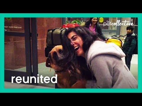 Pets Reunited with their Parents Video! | The Pet Collective