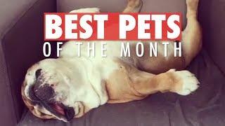 Best Pets of the Month Video Compilation| April 2018