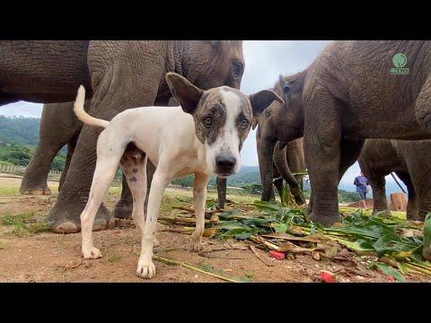 This Brave Dog lives with Elephants — Meet Yo-Yo the Fearless Friend - ElephantNews #Video