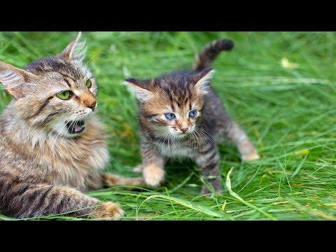 Funny Cat Videos - Mom Cat Talking to Kittens Cute Cat Videos (2019)