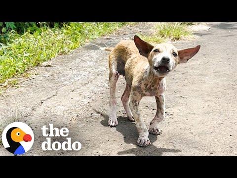 Tiny Street Puppy Could Not Stop Wagging His Tail #Video