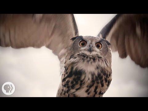 See What Makes Owls So Quiet And So Deadly