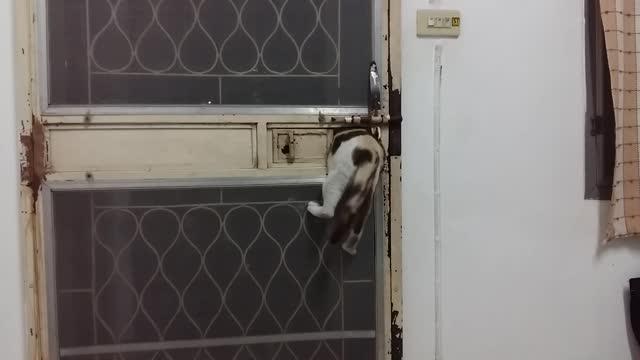 Cat Lets Herself In!