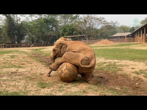 Playful Elephants at Elephant Nature Park! - ElephantNews #Video