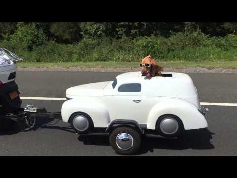 Dog Has His Own Ride