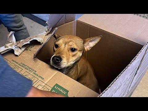 Dog found in box with heartbreaking note #Video