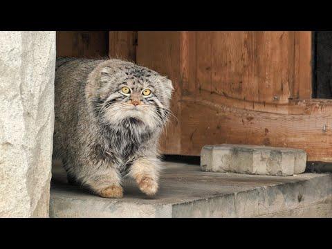Timofey the Pallas's cat hunting #Video