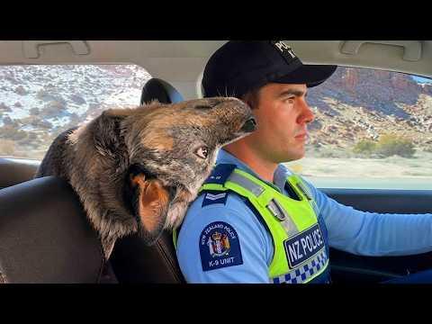 Hilarious Dogs Forget They’re Supposed To Be Police Dogs! #Video