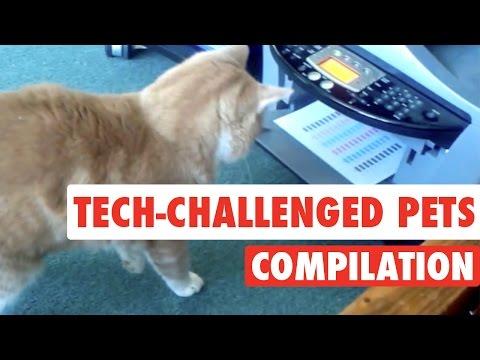 Tech-Challenged Pets || Pets Vs Technology Funny Compilation