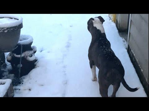 Rescue dog's first reaction to snow is heartbreaking #Video