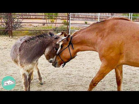 Rescue Horse Becomes Mother Role for Baby Donkeys #Video