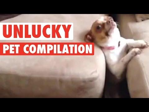 Unlucky Pets || Funny Compilation