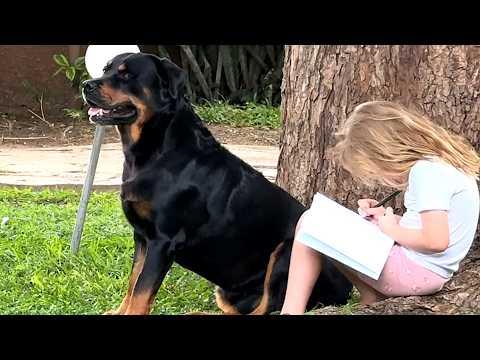 Dog patiently waits for human sister to do homework so she can play with him #Video