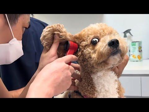 Cute Puppies Are Totally Shocked During The Vet Checkups #Video