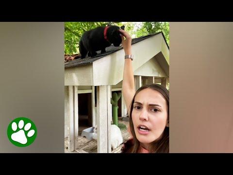 Woman moves into house and finds four cats #Video