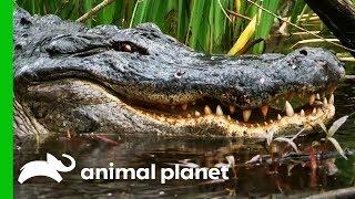 Catching A Massive Gator In A Mississippi Swamp | Gator Boys