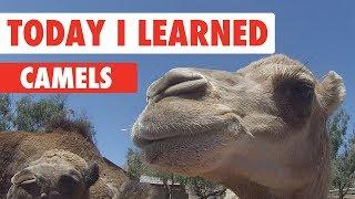 Today I Learned: Camels