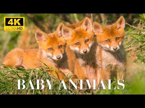 Baby Animals 4K - Young Wild Animals With Relaxing Music, Soothing Music #Video