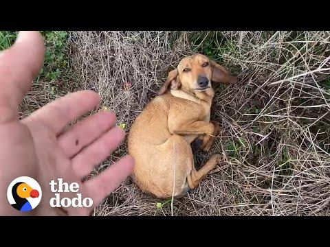 Dog Takes Himself To Shelter To Get Rescued  #Video