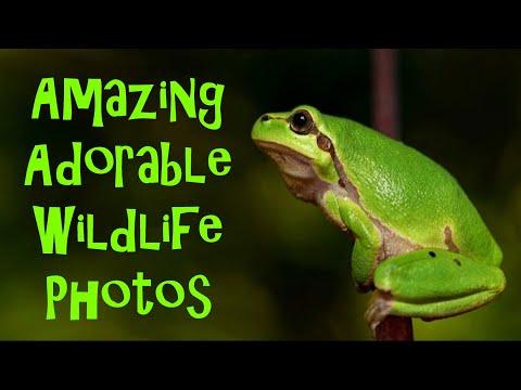 Amazing Adorable Wildlife Photos #Video