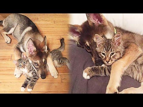 Puppy Picks Out His Own Kitten At The Shelter To Take Home #Video