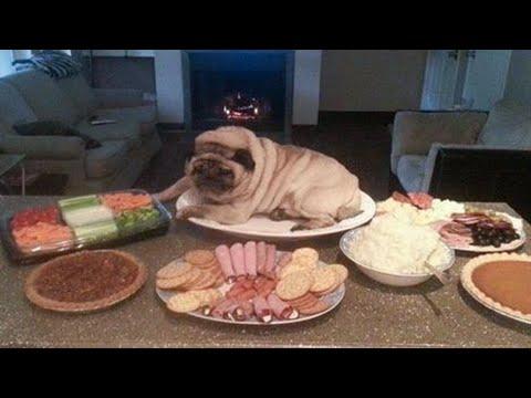 AWW SOO Cute and Funny Pug Puppies Video - Funniest Pug Ever #10