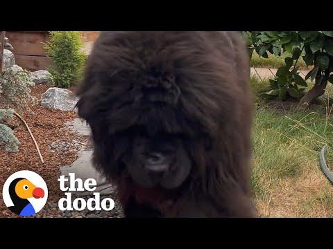 People Think This Lady Has A 'Bear' In Her Backyard #Video