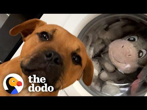 Pittie Can’t Go A Minute Without His Favorite Plushie #Video