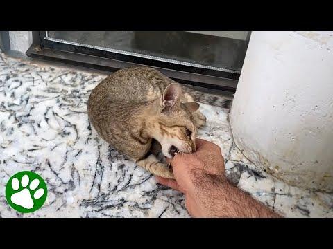 Man realizes something is wrong with cat lying outside shop #Video