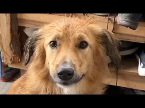 Dog born in desert reacts to snow #Video