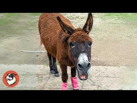 Rescue Donkey Started Singing After Years Of Silence #Video